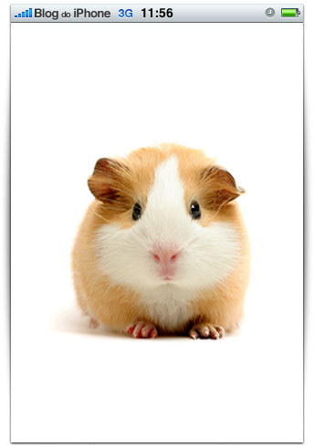 Porquinho papagaio