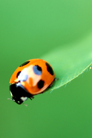 LadyBug