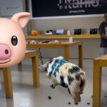 Porco Apple Store VillageMall